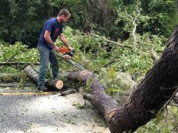 How Our Tree Care Process Works  in  Maysville, MO